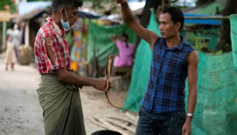 people from myanmar slums eats rats and snakes during covid crisis