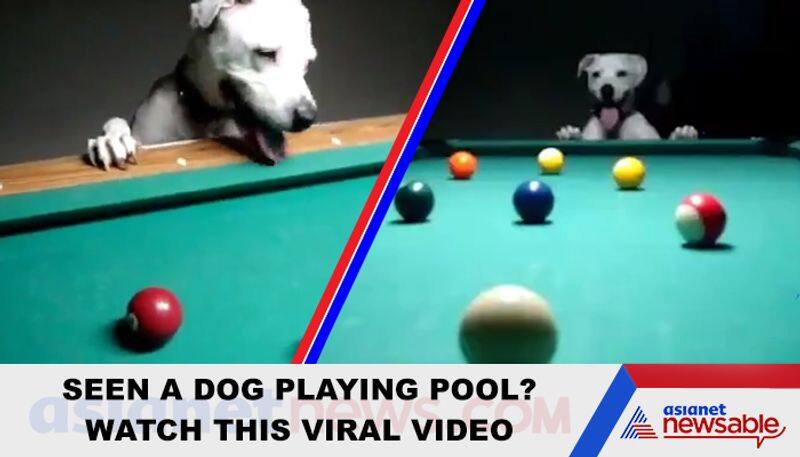 Seen a dog playing pool? Watch this viral video - gps