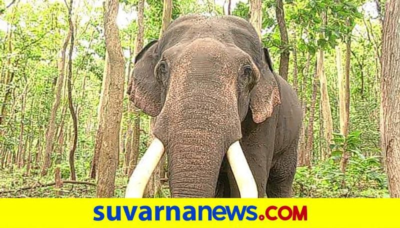 wild Elephants Destroy 4 Acres Crops in shivamogga snr