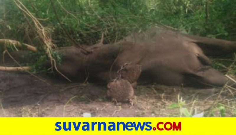 Elephant Ranga Passed Away in Sakrebyle Elephant Camp in Shivamogga grg