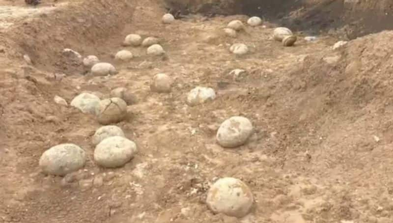 Not dinosaur eggs, fossils found in Tamil Nadu's Perambalur are ammonite sediments: Experts