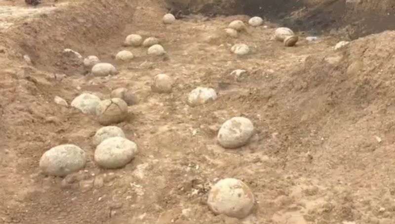 Not dinosaur eggs, fossils found in Tamil Nadu's Perambalur are ammonite sediments: Experts