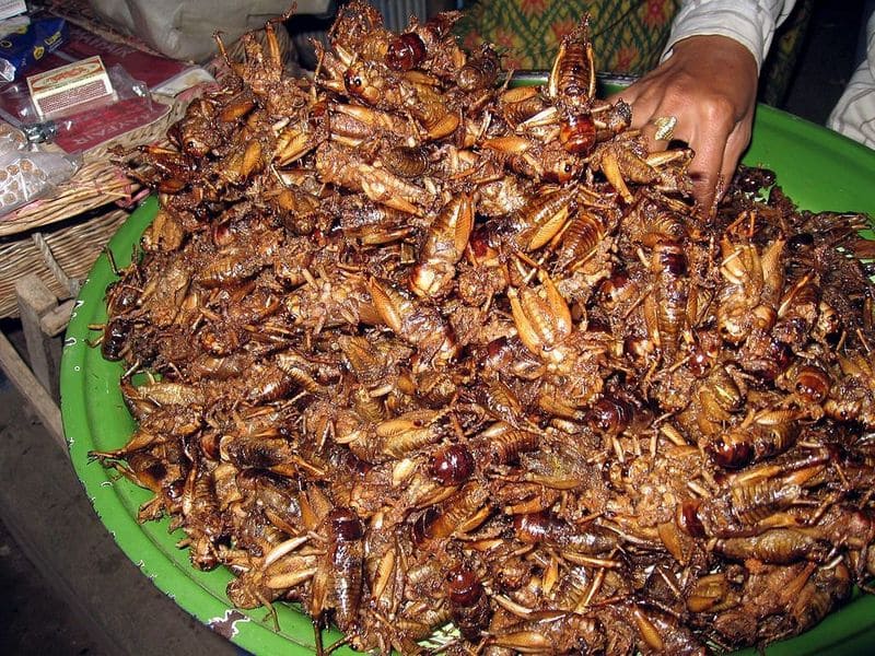 Cockroach farming which has become a booming industry in China