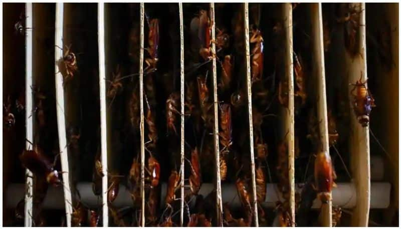 Cockroach farming which has become a booming industry in China