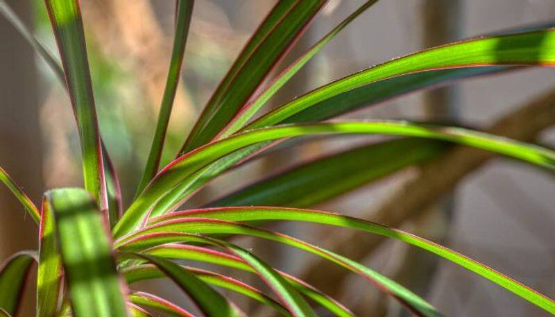 how to care Dracaena