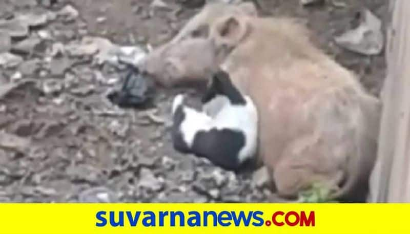 Pig Breast Feeds Kitten in Bagalkot grg