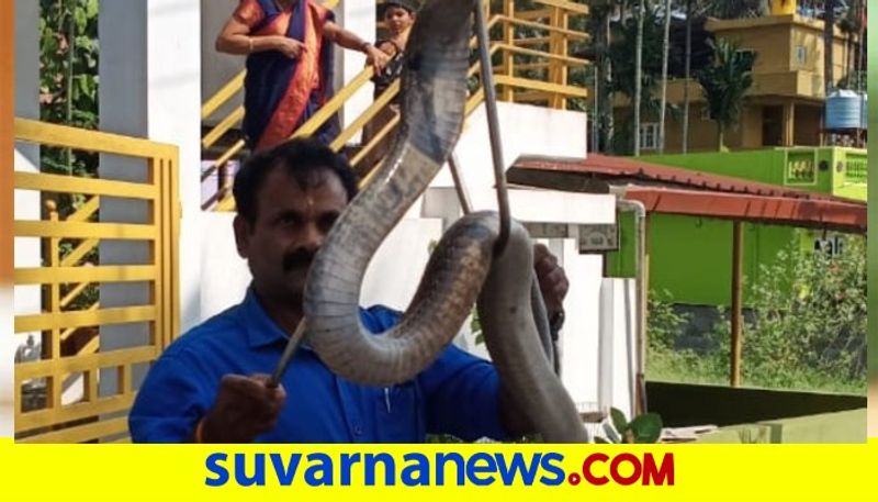 Cobra Caught in Kodagu snr