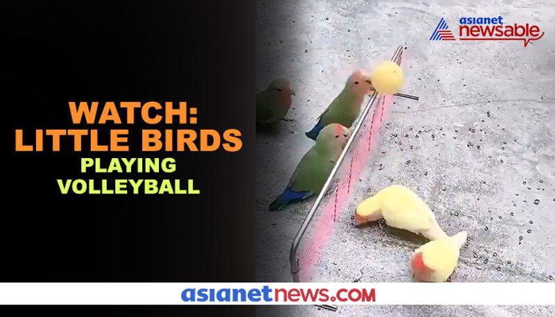 Birds play volleyball; amazed Twitter users stuck to net - gps