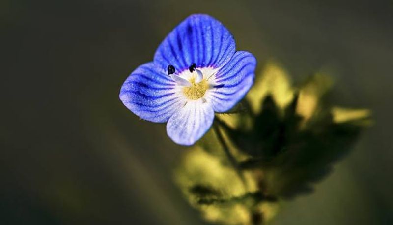 Baby Blue Eyes Plant care