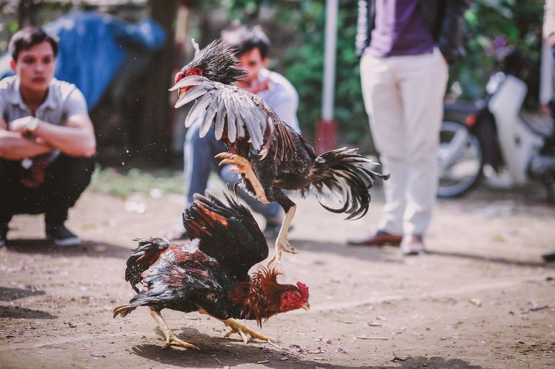 police raids on cock fight center in hyderabad patancheru