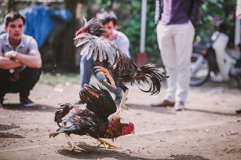 krishna district sp press meet on cock fight ksp