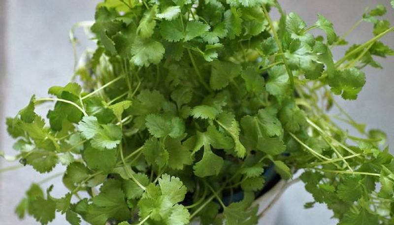 grow coriander on your terrace