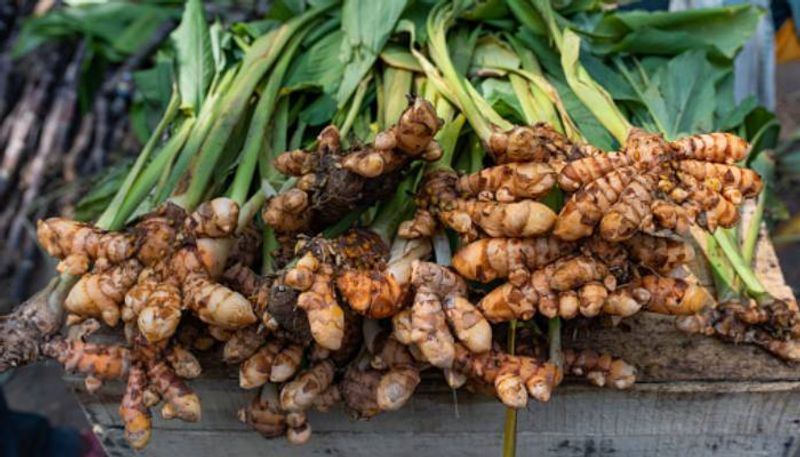 grow turmeric in polyhouse