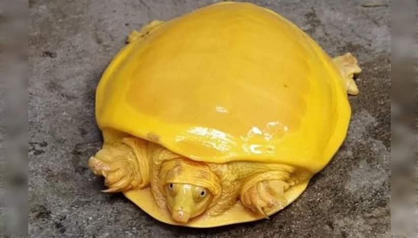 Yellow turtle rescued from pond in Bengal