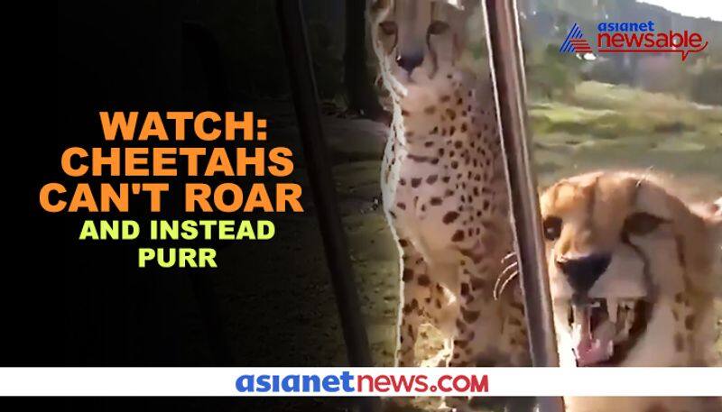 Did you know cheetahs can't roar, they meow instead? - gps