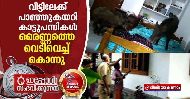 wild boar shot dead in kozhikode