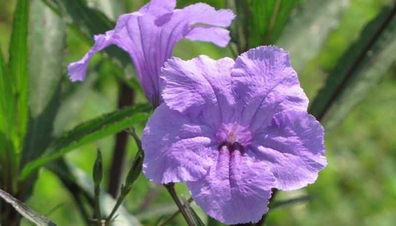 mexican petunia how to grow