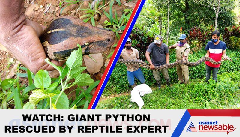 Giant python captured in Chikmagalur coffee plantation - gps