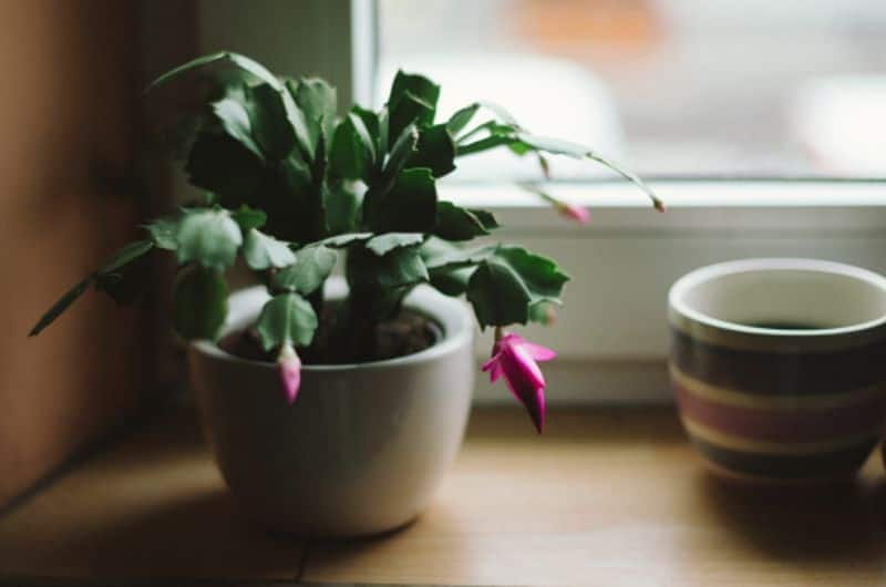 Christmas cactus plant care