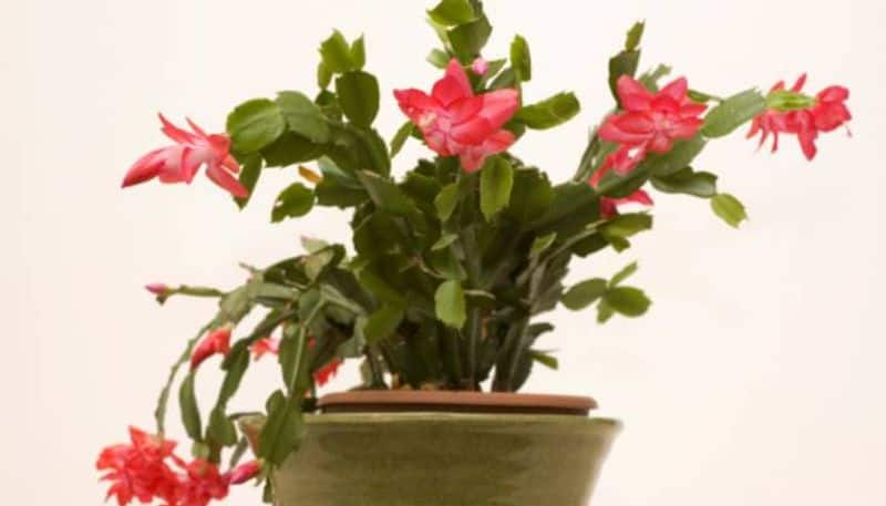 Christmas cactus plant care