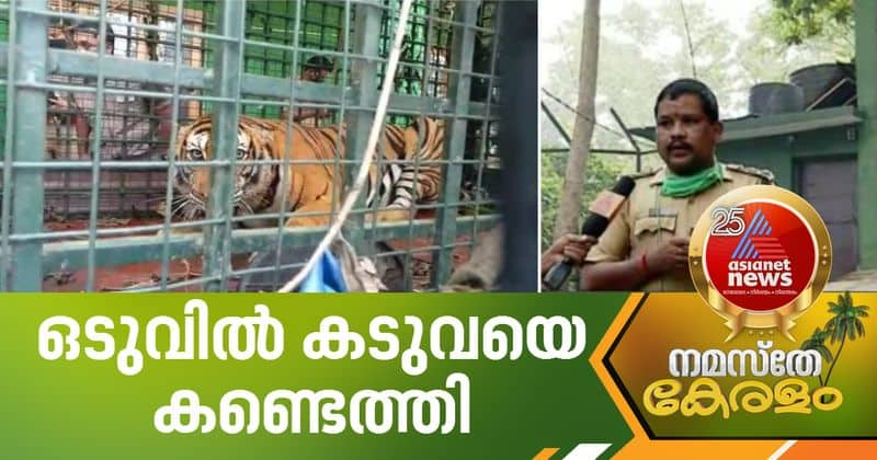 missing tiger from neyyar safari park spotted says forest officials