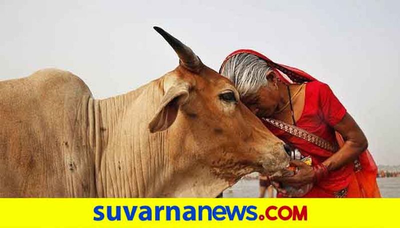 What is the importance of cow worship?