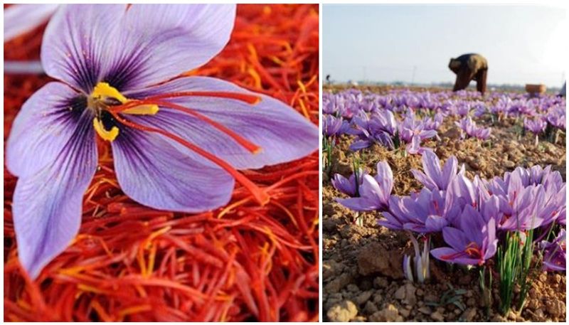 falling production for saffron farmers in Kashmir, demand for prinkle irrigation from centre