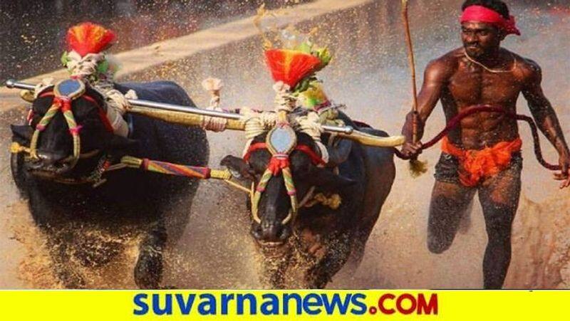 total 150 pairs of buffalo participated in Mulki Seeme Arasu Kambala gow