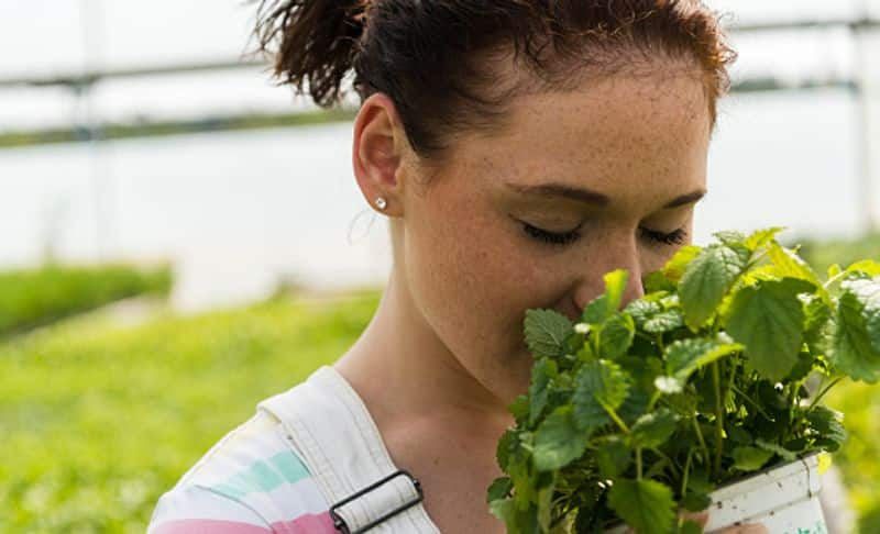 how to grow lemon balm in our garden