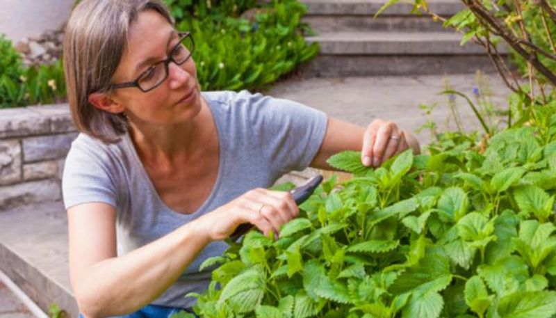 how to grow lemon balm in our garden