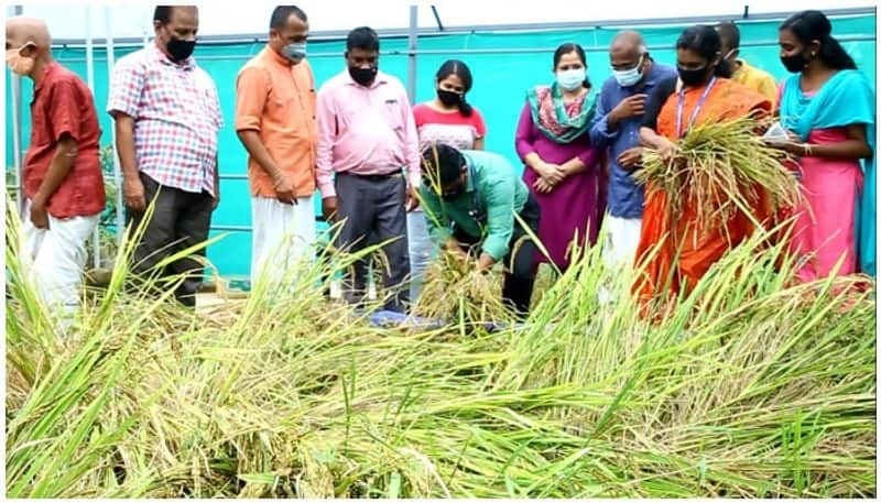 paddy farming on terres; Krishnakumar and family paves new way