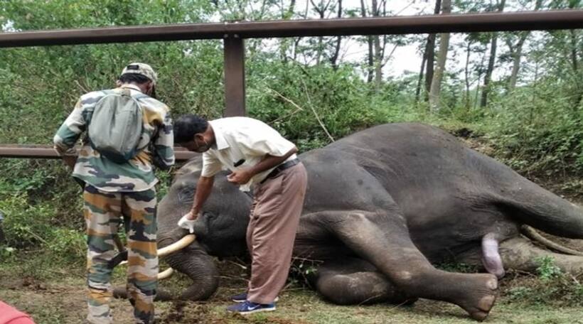Tusker dies trying to cross rail barricade in Bandipur
