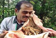 Heres a mushroom that costs Rs 30,000 per kg