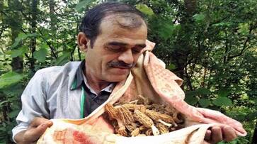 Heres a mushroom that costs Rs 30,000 per kg