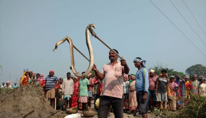 পুকুর সংস্কারের কাজের সময় উদ্ধার বিশালকৃতির ২টি সাপ, পশ্চিম মেদিনীপুরের চন্দ্রকোনায় চাঞ্চল্য