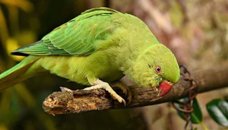 pet parrot saves life of its owner from house fire