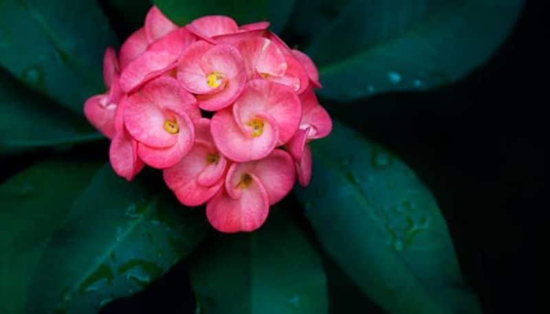 is crown of Thorns plant is poisonous