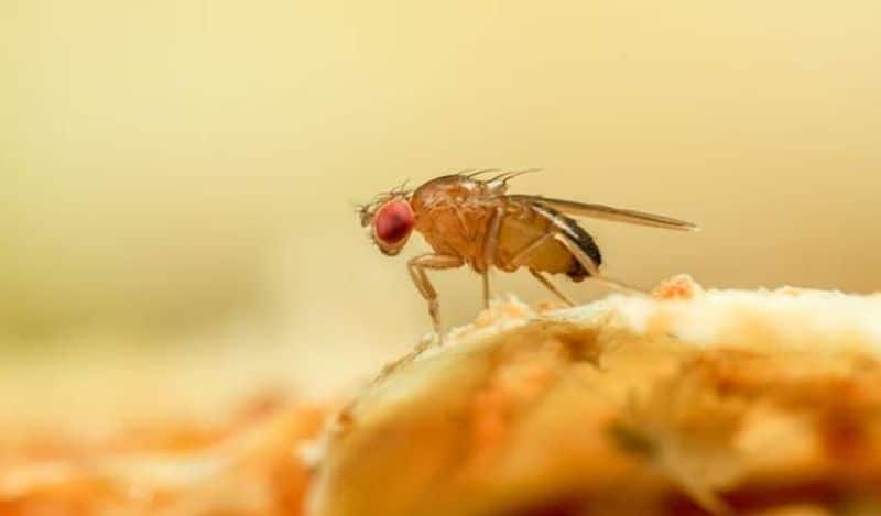 Easy and effective ways to get rid of fruit flies at home - bsb