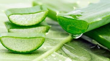 Why Aloe Vera is a boon in taking care of your skin or managing your weight