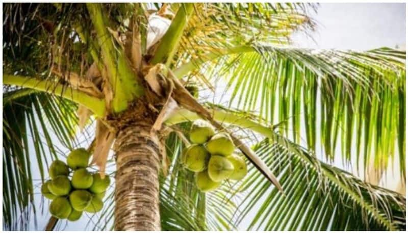 This Bali college accepts coconuts for money as fees