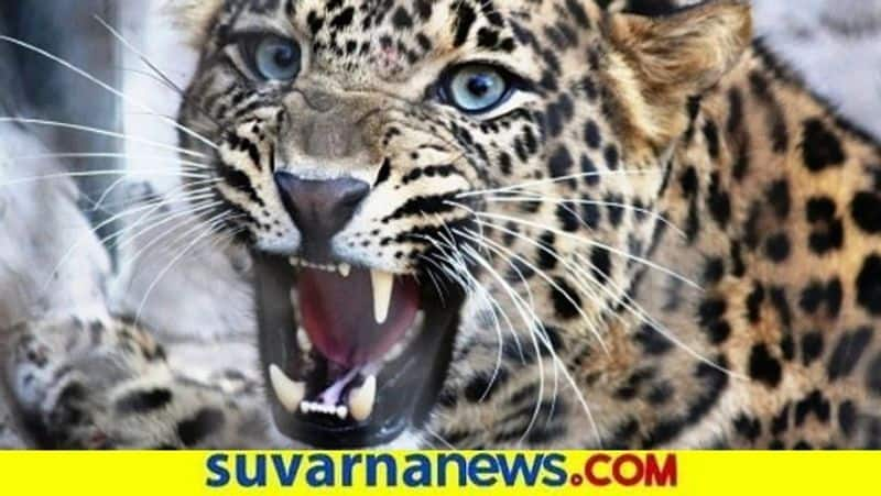 Person Dies After Saw Leopard in Kudligi in Ballari District grg