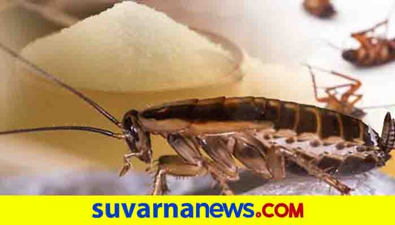 Bhopal couple shifts houses 18 times in 3 years due to wifes fear of cockroaches dpl