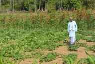 Chhattisgarh invites former AP IAS officer Vijay Kumar to encourage farmers to take up organic farming