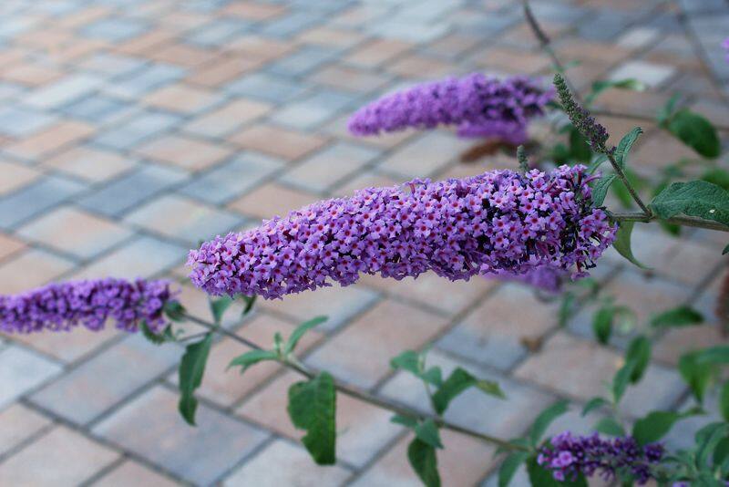 how to grow butterfly bush in our garden