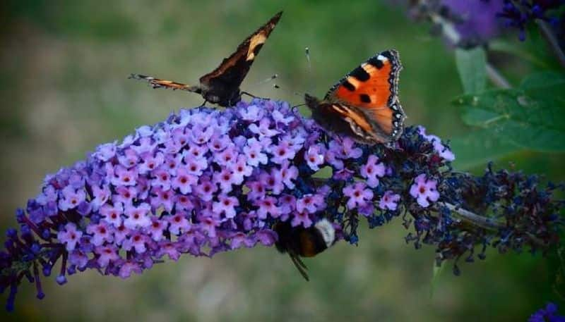 how to grow butterfly bush in our garden