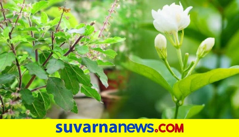 These Plants are good for home and keeps away from diseases