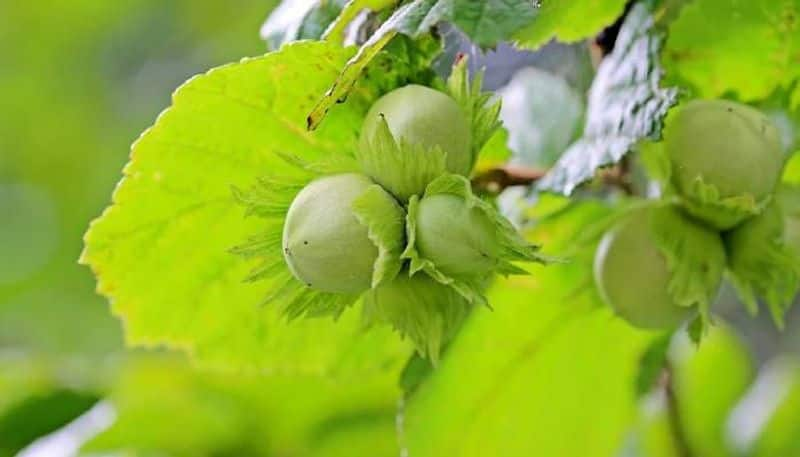 how to grow hazelnut tree in our yard