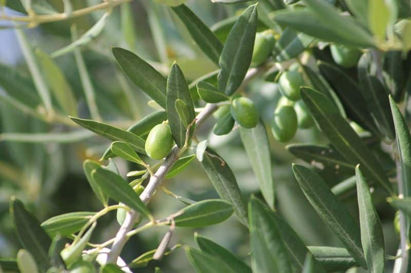 how to grow olive trees