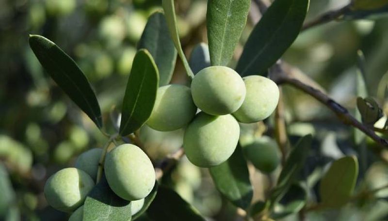 how to grow olive trees