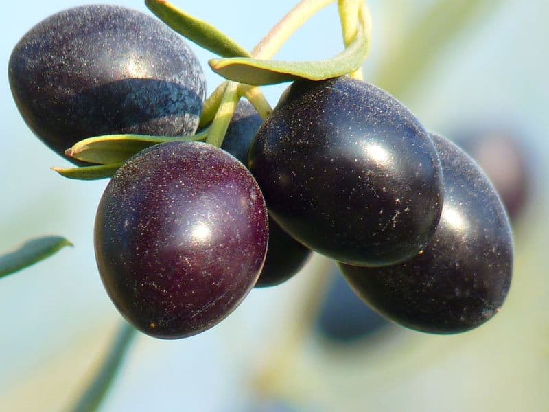 how to grow olive trees